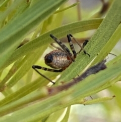 Reduviidae (family) at Aranda, ACT - 24 Oct 2023