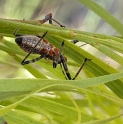 Reduviidae (family) at Aranda, ACT - 24 Oct 2023