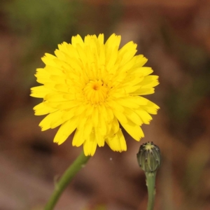 Hypochaeris radicata at Canberra Central, ACT - 21 Oct 2023