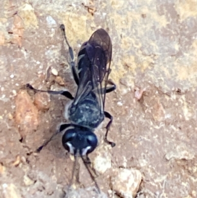 Pison sp. (genus) (Black mud-dauber wasp) at Aranda, ACT - 24 Oct 2023 by Jubeyjubes