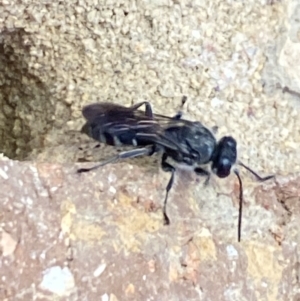 Pison sp. (genus) at Aranda, ACT - 24 Oct 2023 05:50 PM