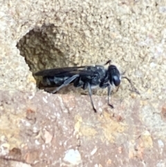 Pison sp. (genus) at Aranda, ACT - 24 Oct 2023 05:50 PM