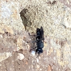 Pison sp. (genus) at Aranda, ACT - 24 Oct 2023 05:50 PM