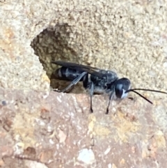 Pison sp. (genus) at Aranda, ACT - 24 Oct 2023 05:50 PM