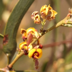 Daviesia mimosoides subsp. mimosoides at O'Connor, ACT - 21 Oct 2023 by ConBoekel