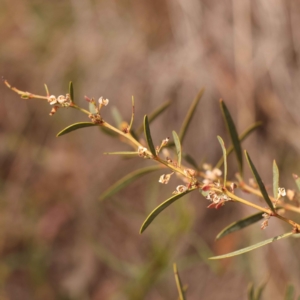 Daviesia mimosoides subsp. mimosoides at O'Connor, ACT - 21 Oct 2023