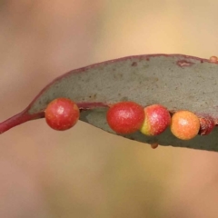 Eucalyptus insect gall at O'Connor, ACT - 21 Oct 2023 by ConBoekel