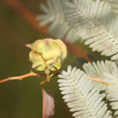 Dasineura sp. (genus) (Flower-galling Midge) at Caladenia Forest, O'Connor - 21 Oct 2023 by ConBoekel