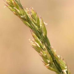 Festuca sp. (A Fescue) at Canberra Central, ACT - 21 Oct 2023 by ConBoekel