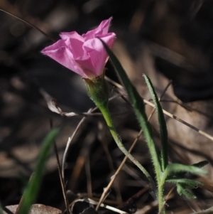 Convolvulus angustissimus subsp. angustissimus at Tuggeranong, ACT - 23 Oct 2023 05:09 PM