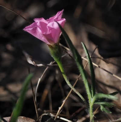 Convolvulus angustissimus subsp. angustissimus (Australian Bindweed) at Tuggeranong, ACT - 23 Oct 2023 by roman_soroka