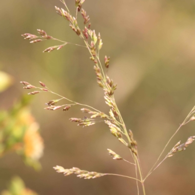 Poa sieberiana (Poa Tussock) at Caladenia Forest, O'Connor - 21 Oct 2023 by ConBoekel