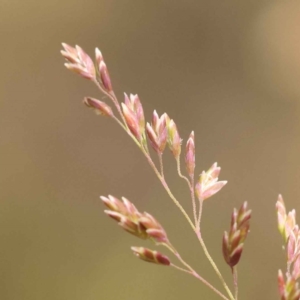 Poa sieberiana at Canberra Central, ACT - 21 Oct 2023