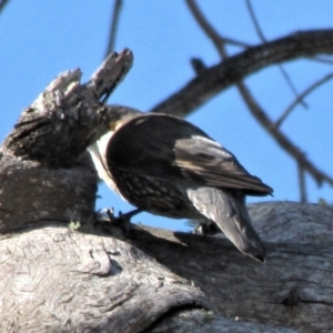 Cormobates leucophaea at Bobundara, NSW - 3 Apr 2018 02:56 PM