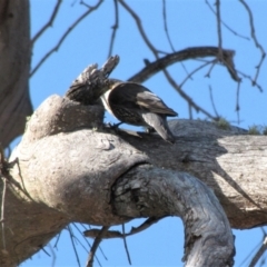 Cormobates leucophaea at Bobundara, NSW - 3 Apr 2018 02:56 PM