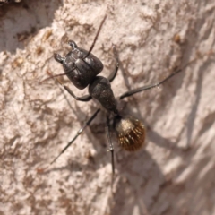 Camponotus aeneopilosus (A Golden-tailed sugar ant) at O'Connor, ACT - 21 Oct 2023 by ConBoekel