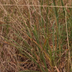 Dactylis glomerata at Canberra Central, ACT - 21 Oct 2023