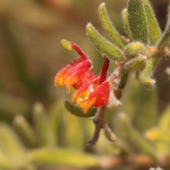 Grevillea alpina (Mountain Grevillea / Cat's Claws Grevillea) at Caladenia Forest, O'Connor - 21 Oct 2023 by ConBoekel