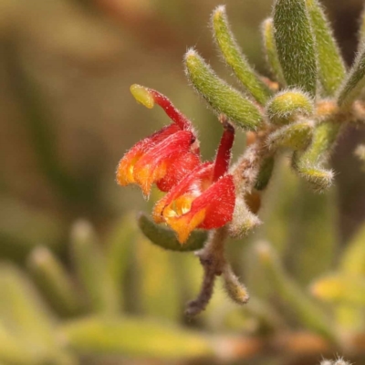 Grevillea alpina (Mountain Grevillea / Cat's Claws Grevillea) at Caladenia Forest, O'Connor - 21 Oct 2023 by ConBoekel