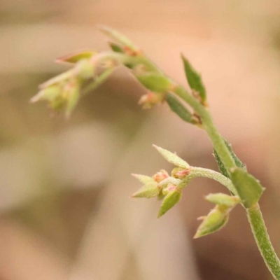 Gonocarpus tetragynus (Common Raspwort) at Caladenia Forest, O'Connor - 21 Oct 2023 by ConBoekel