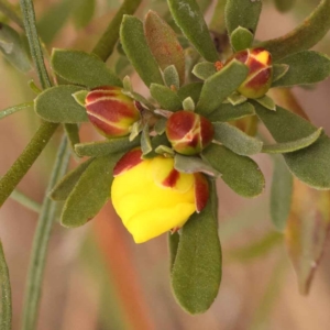 Hibbertia obtusifolia at O'Connor, ACT - 21 Oct 2023 12:07 PM