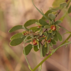 Hibbertia obtusifolia at O'Connor, ACT - 21 Oct 2023 12:07 PM