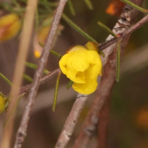 Hibbertia calycina at Canberra Central, ACT - 21 Oct 2023