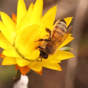 Apis mellifera at O'Connor, ACT - 21 Oct 2023