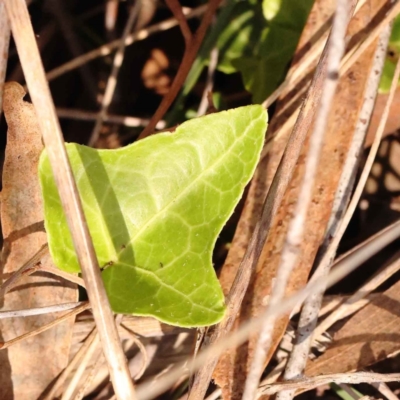 Hedera sp. (helix or hibernica) (Ivy) at O'Connor, ACT - 21 Oct 2023 by ConBoekel