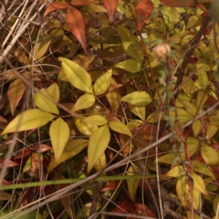 Nandina domestica (Sacred Bamboo) at Caladenia Forest, O'Connor - 21 Oct 2023 by ConBoekel
