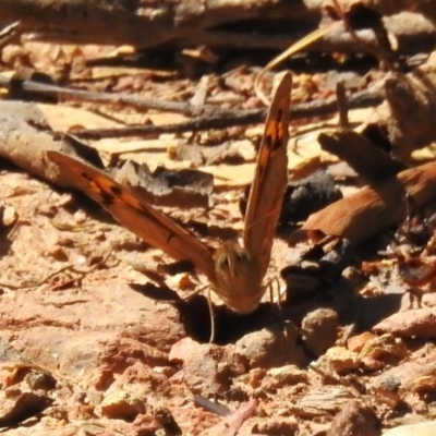 Heteronympha merope (Common Brown Butterfly) at Cotter River, ACT - 23 Oct 2023 by JohnBundock