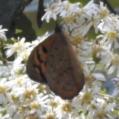 Heteronympha merope at Cotter River, ACT - 24 Oct 2023 10:55 AM