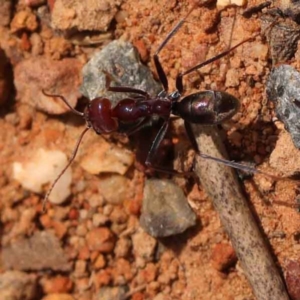 Iridomyrmex purpureus at O'Connor, ACT - 21 Oct 2023 11:33 AM