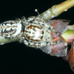 Opisthoncus serratofasciatus (Chevronned jumper) at Ainslie, ACT - 21 Oct 2023 by jb2602