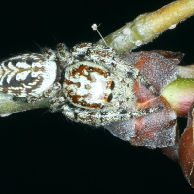 Opisthoncus serratofasciatus (Chevronned jumper) at Ainslie, ACT - 20 Oct 2023 by jb2602