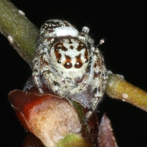 Opisthoncus serratofasciatus at Ainslie, ACT - 21 Oct 2023