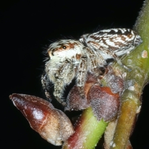 Opisthoncus serratofasciatus at Ainslie, ACT - 21 Oct 2023