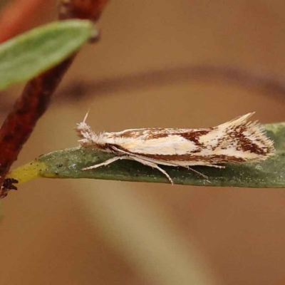 Thema macroscia (A concealer moth) at Caladenia Forest, O'Connor - 21 Oct 2023 by ConBoekel