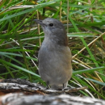 Colluricincla harmonica (Grey Shrikethrush) at Namadgi National Park - 24 Oct 2023 by JohnBundock