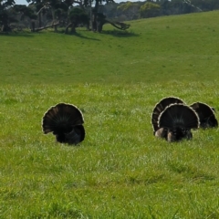 Meleagris gallopavo (Wild Turkey) at Lymwood, TAS - 20 Oct 2023 by HelenCross