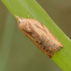 Cryptoptila (genus) (A Totricid moth (Tortricini)) at Canberra Central, ACT - 21 Oct 2023 by ConBoekel