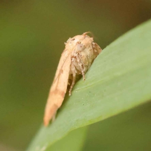 Cryptoptila (genus) at Canberra Central, ACT - 21 Oct 2023