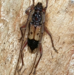 Phoracantha recurva at Ainslie, ACT - 22 Oct 2023 10:30 AM