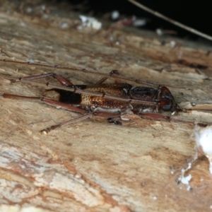 Phoracantha recurva at Ainslie, ACT - 22 Oct 2023 10:30 AM