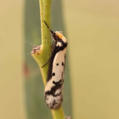 Philobota lysizona (A concealer moth) at Caladenia Forest, O'Connor - 21 Oct 2023 by ConBoekel