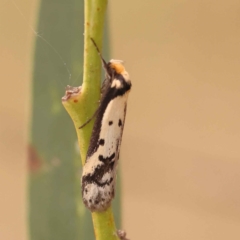 Philobota lysizona at Canberra Central, ACT - 21 Oct 2023