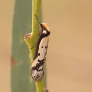 Philobota lysizona at Canberra Central, ACT - 21 Oct 2023 12:10 PM