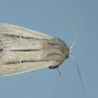 Leucania diatrecta (A Noctuid moth) at Ainslie, ACT - 21 Oct 2023 by jb2602