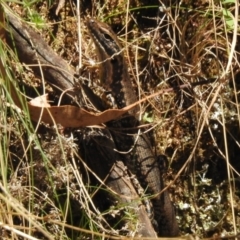 Eulamprus heatwolei (Yellow-bellied Water Skink) at Cotter River, ACT - 24 Oct 2023 by JohnBundock