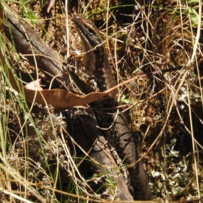 Eulamprus heatwolei (Yellow-bellied Water Skink) at Cotter River, ACT - 24 Oct 2023 by JohnBundock